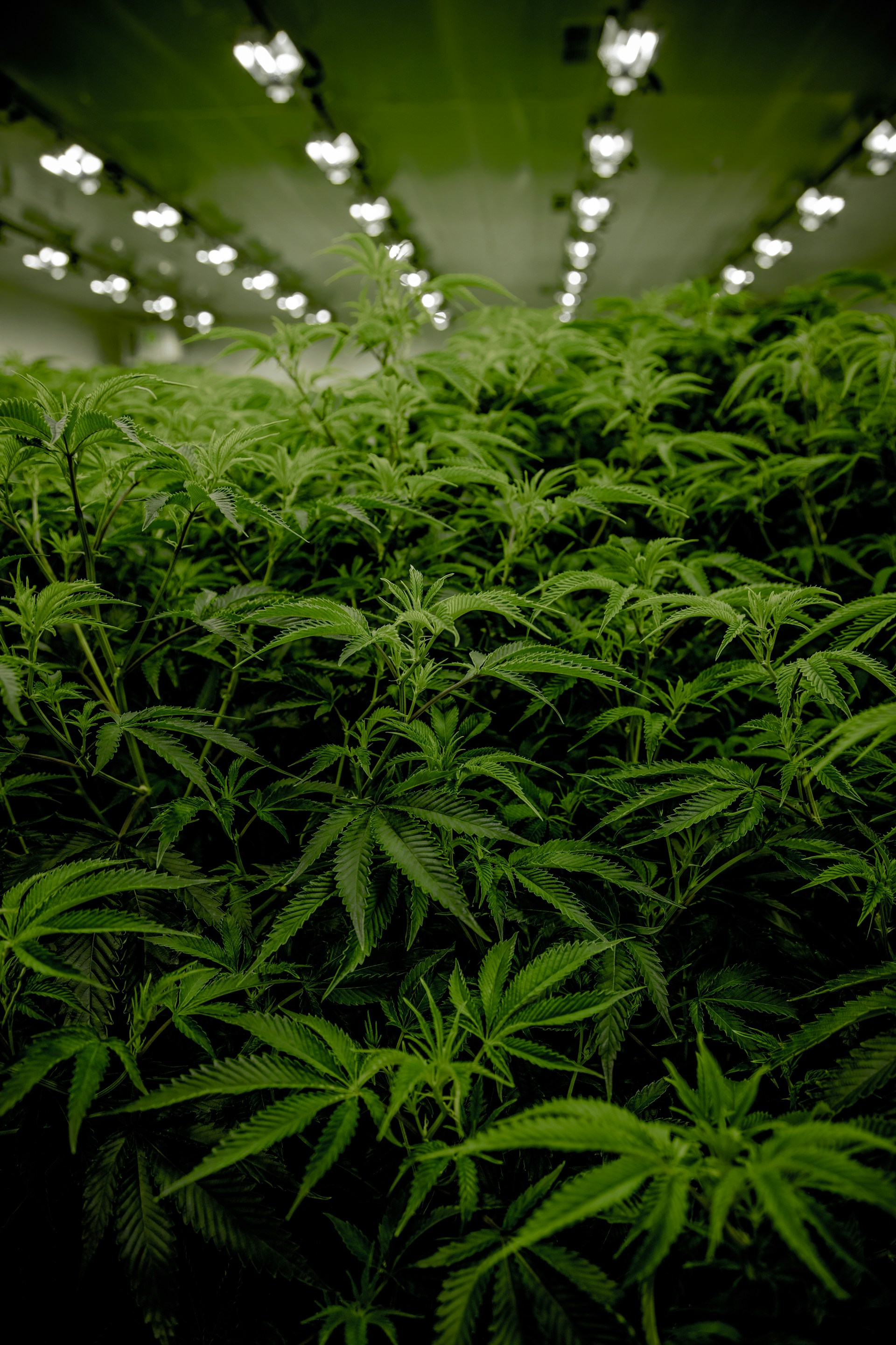 Indoor Weed-growing operation (photo by XRP Relic)